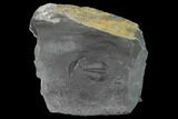 Elrathia Trilobite Fossil - Utah #139616-1